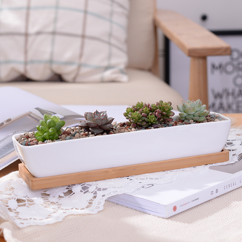 Aloe Vera Pot - Long Rectangle White Ceramic Succulent Planter