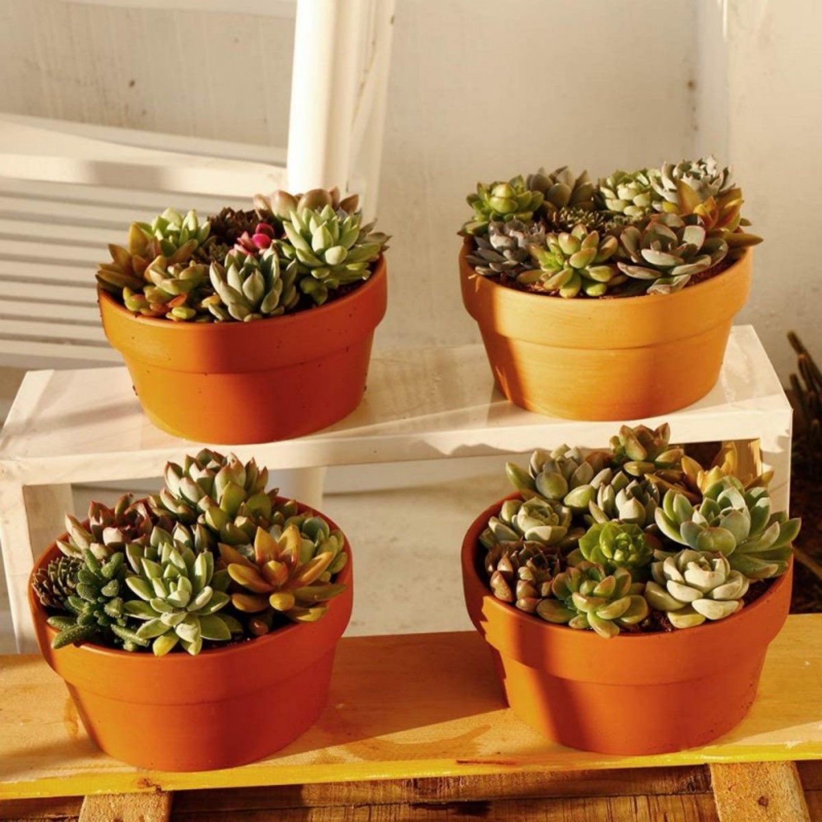 6 PCS Terracotta Buld Pots 3.5 - Aloe Vera Pot ulasan dan harga