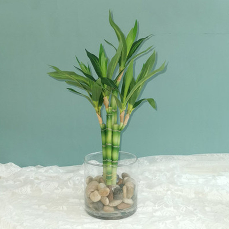 New 40cm Artificial Lucky Bamb - Dracaena Marginata ulasan dan harga