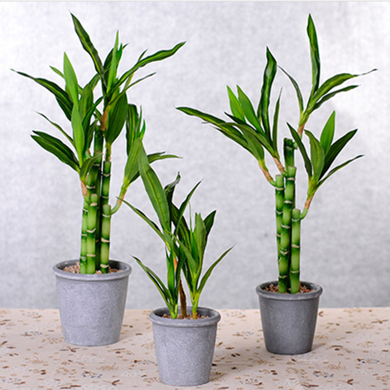 New 40cm Artificial Lucky Bamb - Dracaena Marginata ulasan dan harga