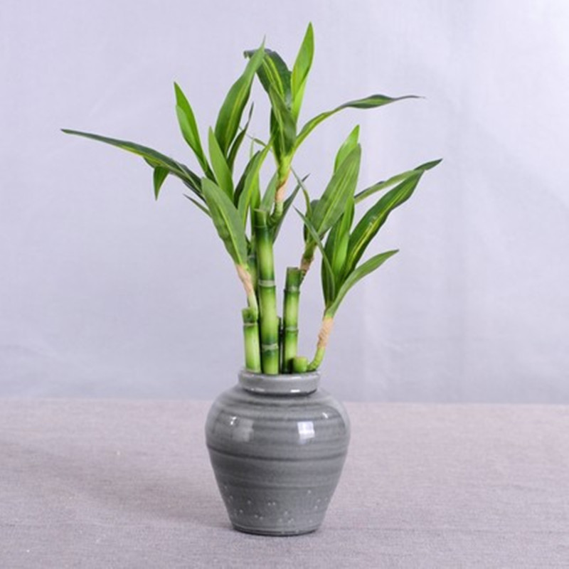New 40cm Artificial Lucky Bamb - Dracaena Marginata ulasan dan harga
