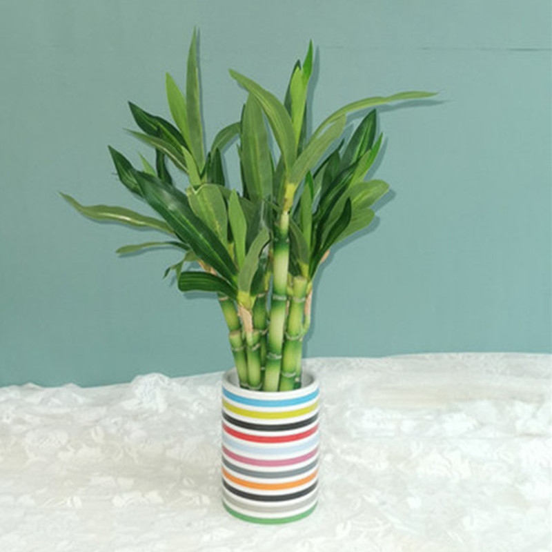 New 40cm Artificial Lucky Bamb - Dracaena Marginata ulasan dan harga