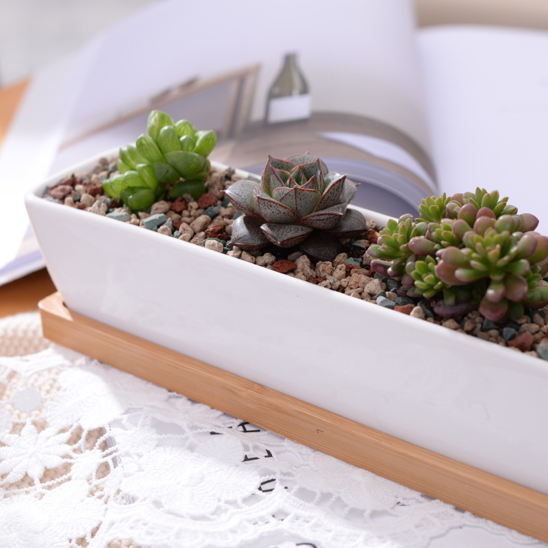 Long Rectangle White Ceramic S - Aloe Vera Pot ulasan dan harga
