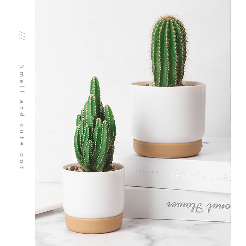 Round Green Plant Garden Suppl - Aloe Vera Pot ulasan dan harga