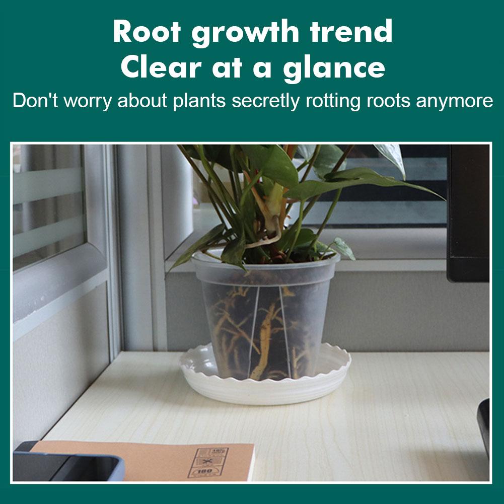 Transparent Plastic Pots Root  - Aloe Vera Pot ulasan dan harga