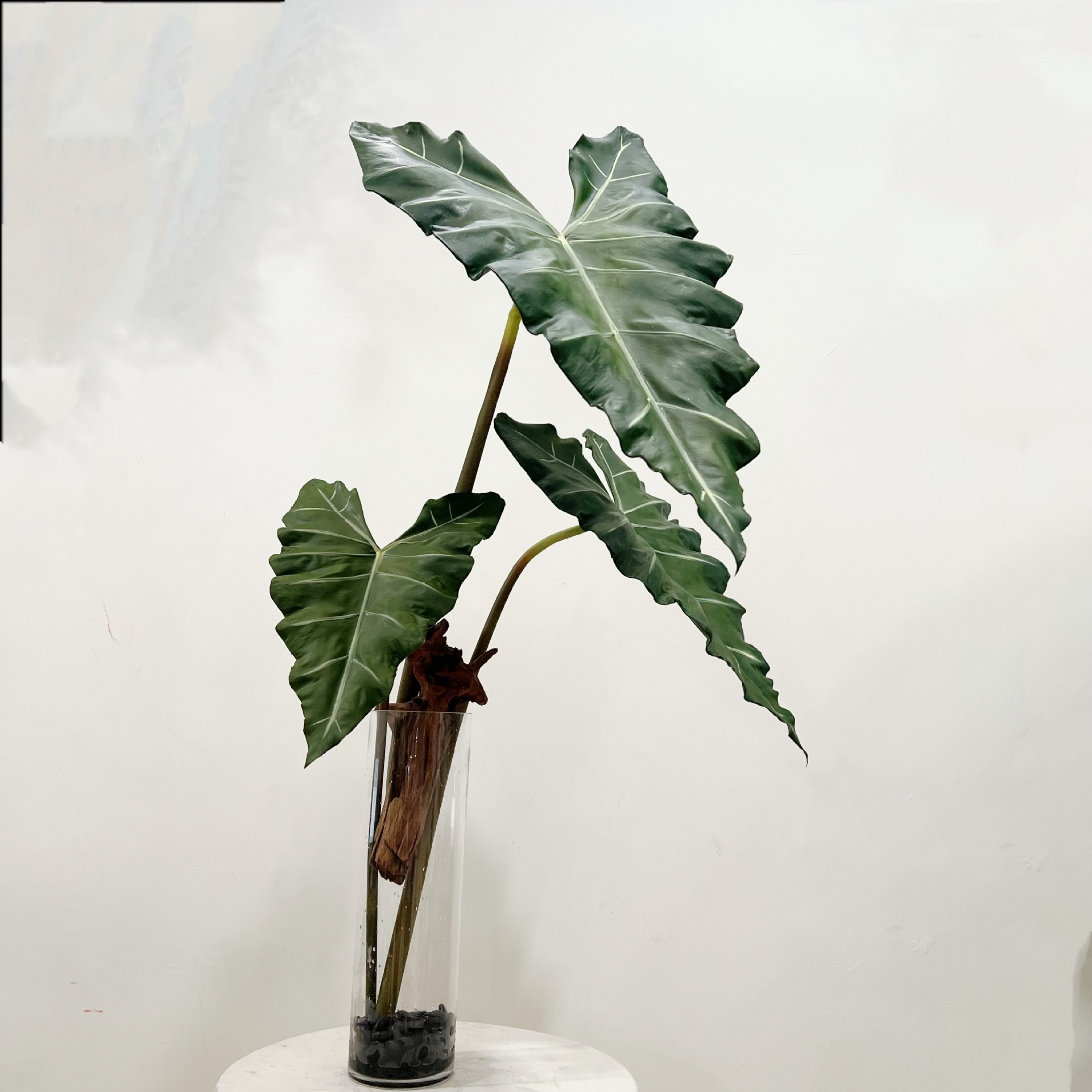 Simulated Long PU Hand-feel Gr - Dracaena Marginata ulasan dan harga