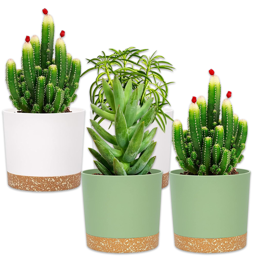 Plant Pot, 2 Pack Planters for - Aloe Vera Pot ulasan dan harga